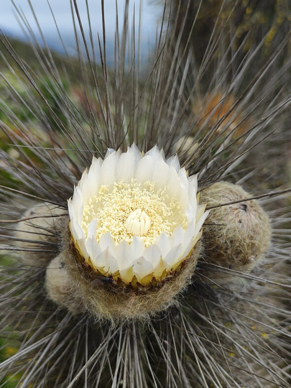 Eulychnia breviflora