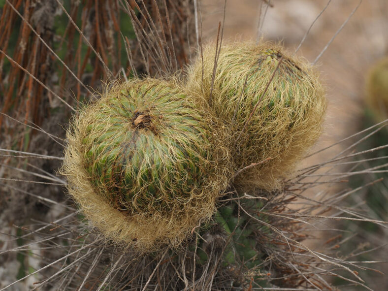 Eulychnia breviflora