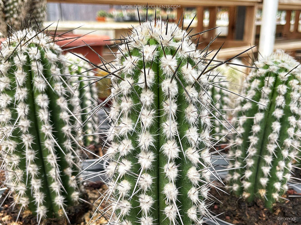 little cactus Assorted Cactus main image 1