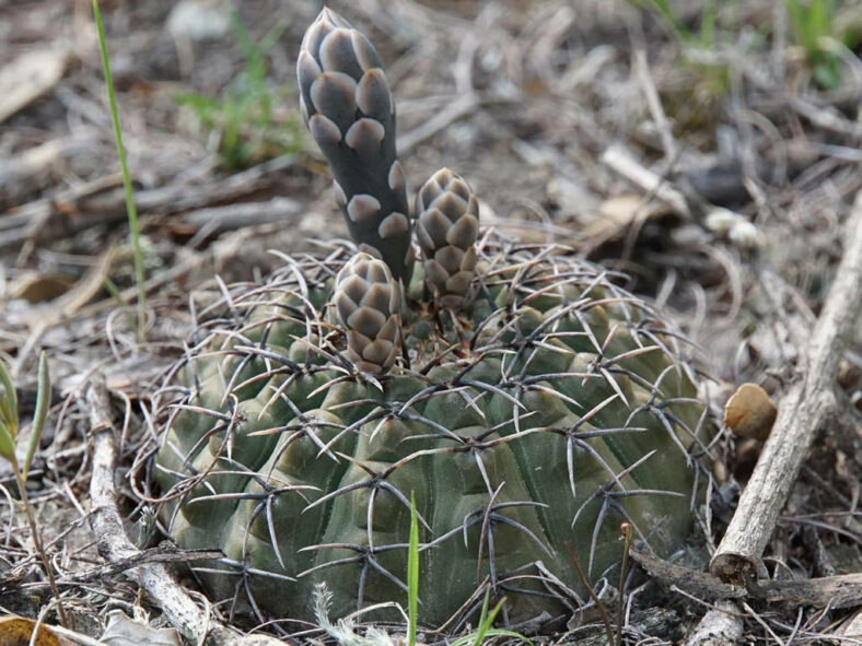 Gymnocalycium bodenbenderianum