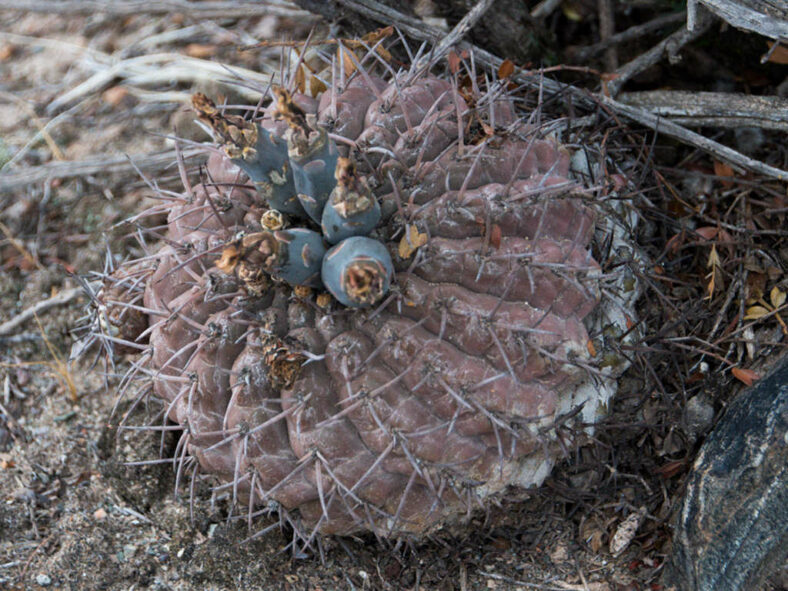 Gymnocalycium bodenbenderianum