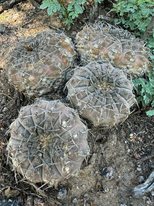 Gymnocalycium bodenbenderianum