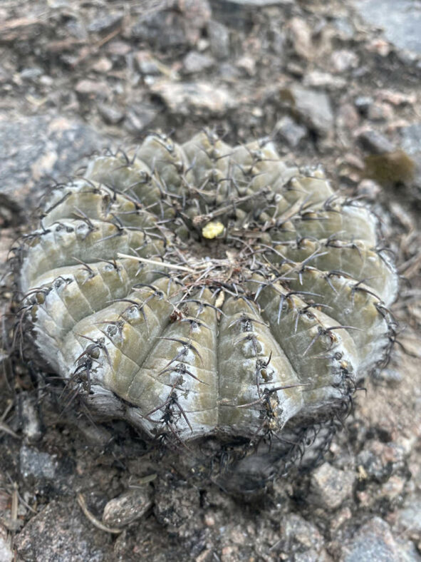 Gymnocalycium bodenbenderianum