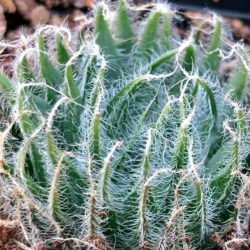 Haworthia arachnoidea var. setata aka Haworthia setata
