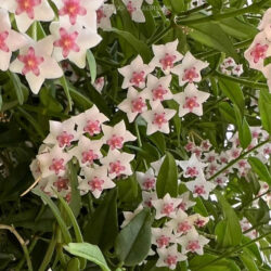Hoya bella (Beautiful Hoya)