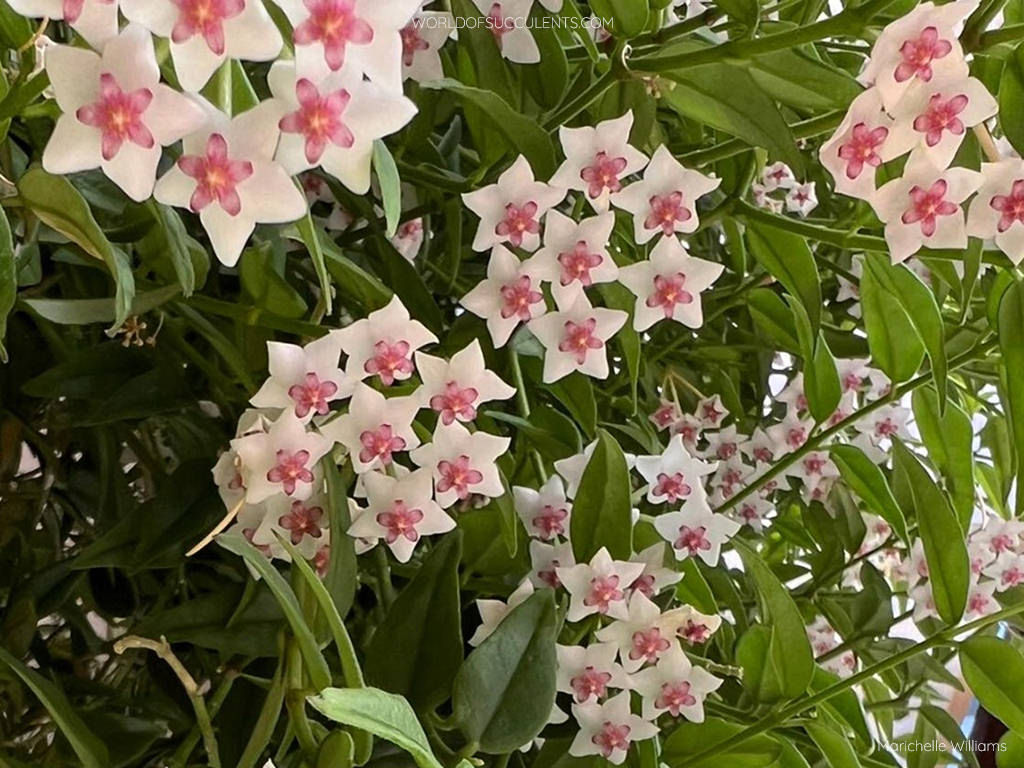 Hoya bella (Beautiful Hoya) - World of Succulents