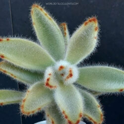 Kalanchoe tomentosa 'Super Fuzzy'