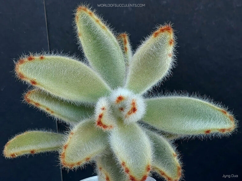 Kalanchoe tomentosa 'Super Fuzzy'