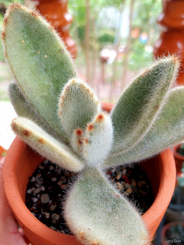 Kalanchoe tomentosa 'Super Fuzzy'