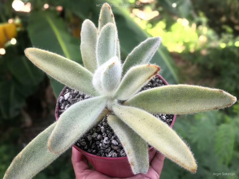 Kalanchoe tomentosa 'Super Fuzzy'