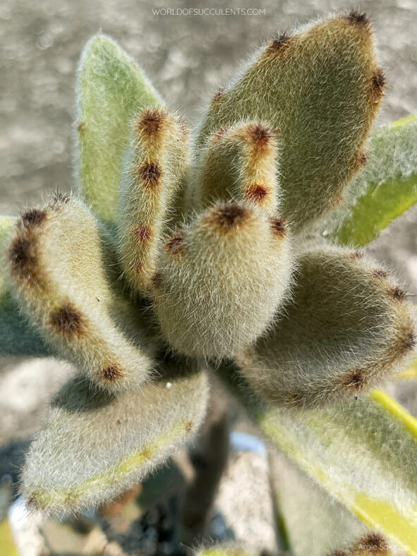 Kalanchoe tomentosa 'Super Fuzzy'