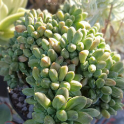 Pachyphytum 'Chiseled Stones Crested' aka Pachyphytum 'Chiyoda No Matu Crested'