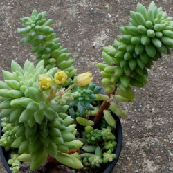 Sedum 'Canny Hinny' aka Sedum 'Pink Berry'
