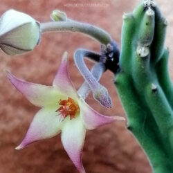 Stapelia surrecta