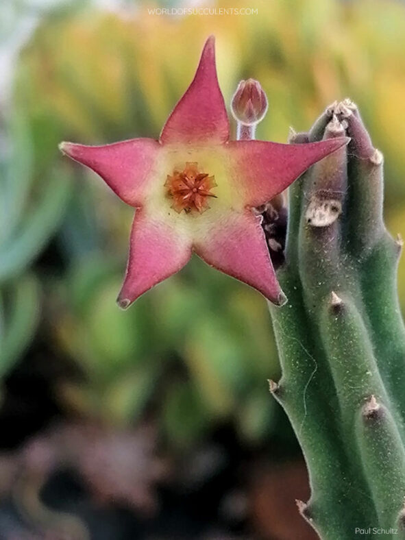 Stapelia surrecta