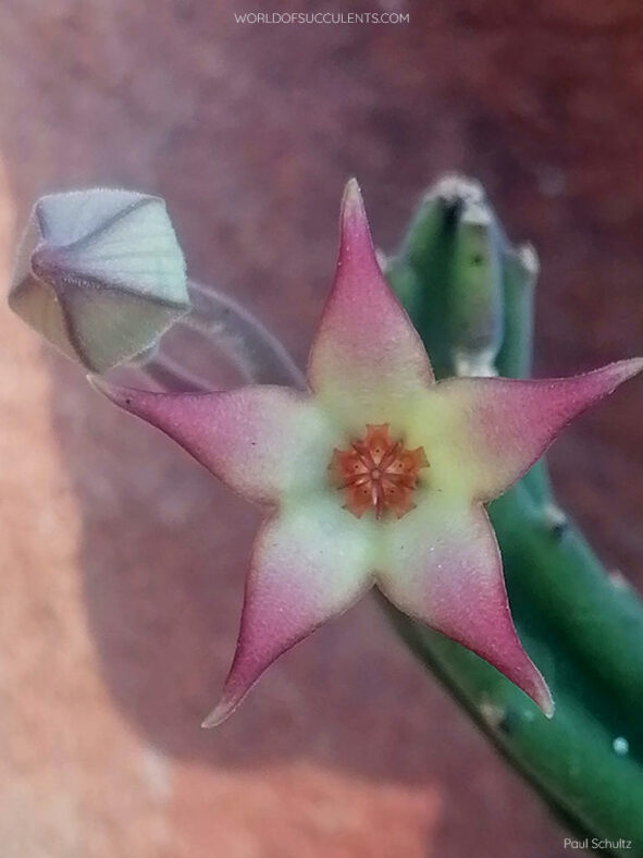 Stapelia surrecta