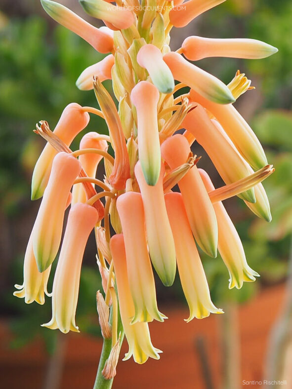 Aloe congolensis (Congo Aloe)