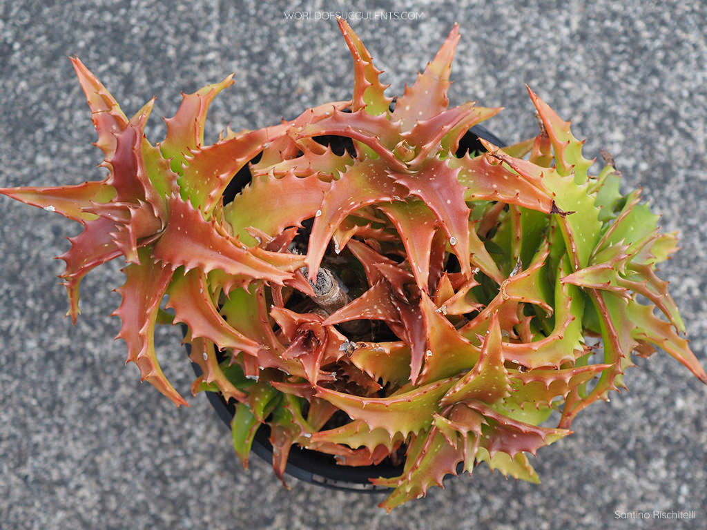 Aloe congolensis (Congo Aloe) - World of Succulents
