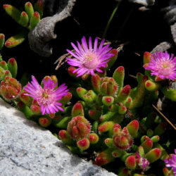 Drosanthemum stokoei
