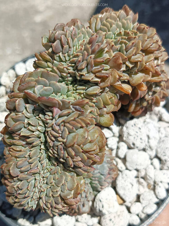 Echeveria minima f. cristata