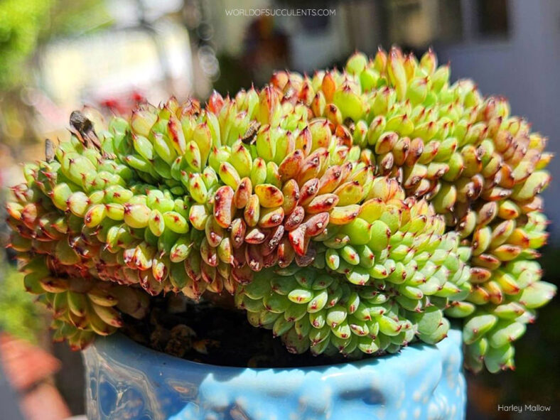 Echeveria minima f. cristata