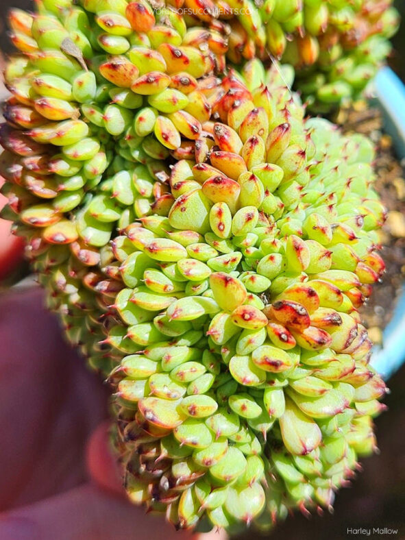 Echeveria minima f. cristata