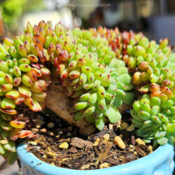 Echeveria minima f. cristata