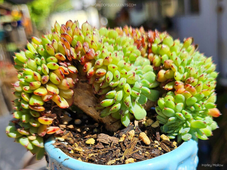 Echeveria minima f. cristata