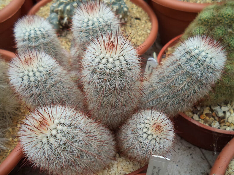 Echinocereus laui