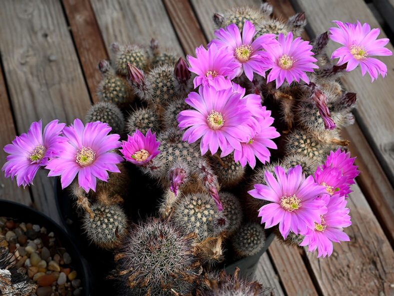 Echinocereus laui
