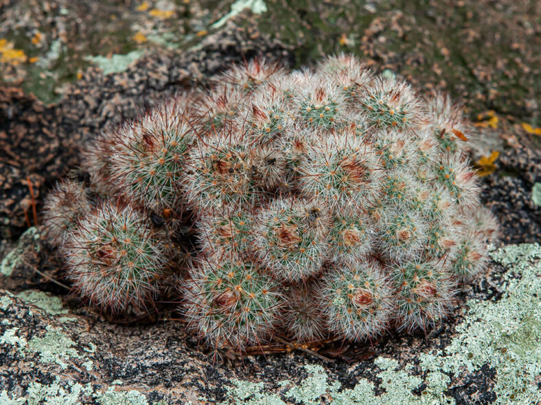 Echinocereus laui