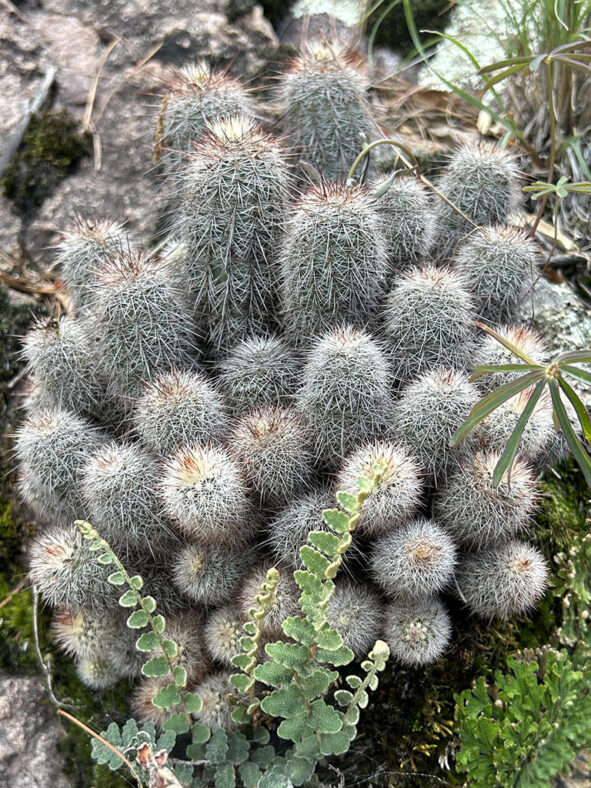 Echinocereus laui