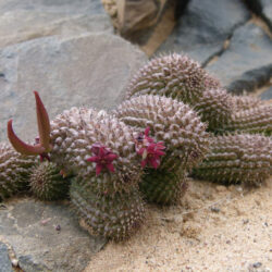 Hoodia pedicellata