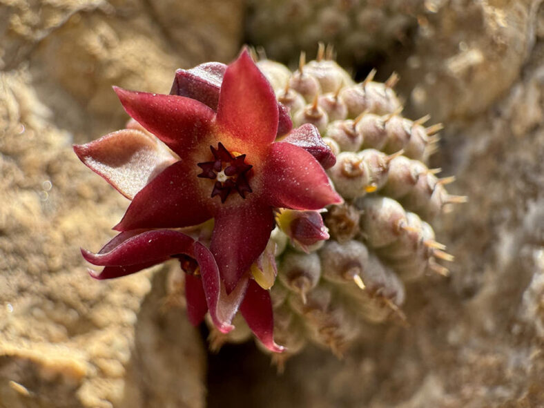 Hoodia pedicellata