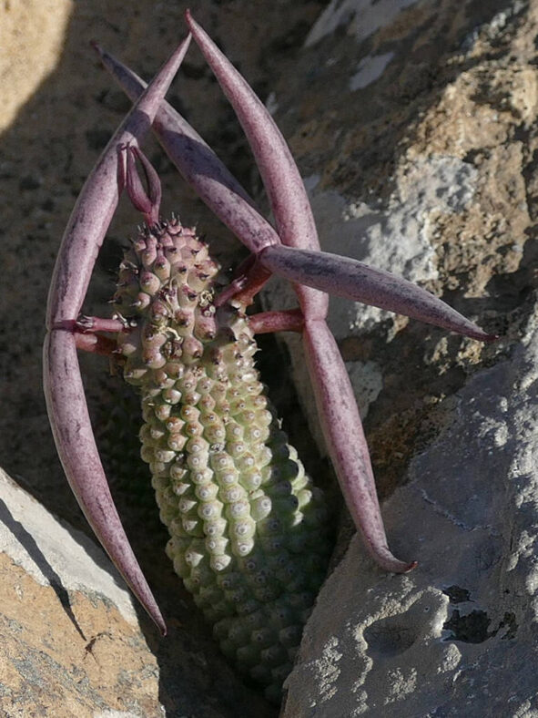 Hoodia pedicellata