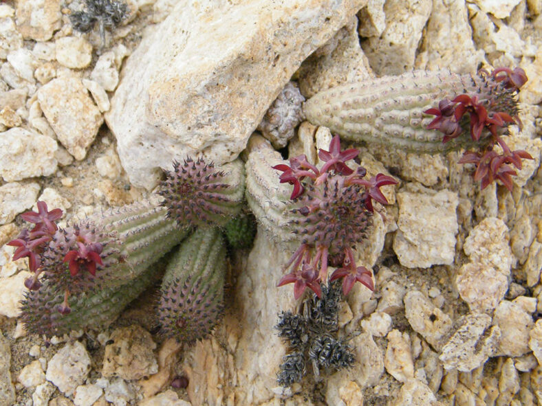 Hoodia pedicellata