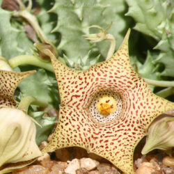 Huernia hallii