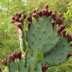 Opuntia dillenii (Dillen's Prickly Pear)