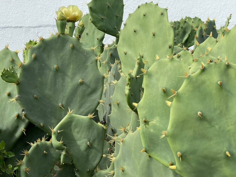 thumbnail image 2 of 10 Sweet Prickly Pear Cactus Seeds - Opuntia Dillenii/stricta 2 of 6