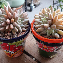 Pachyveria 'Angel's Finger'