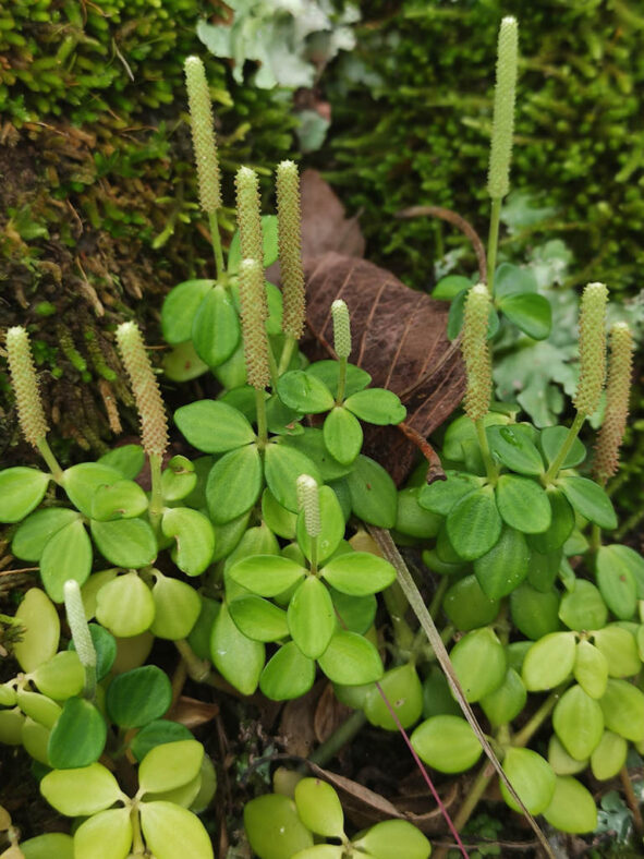 Peperomia tetraphylla (Acorn Peperomia)
