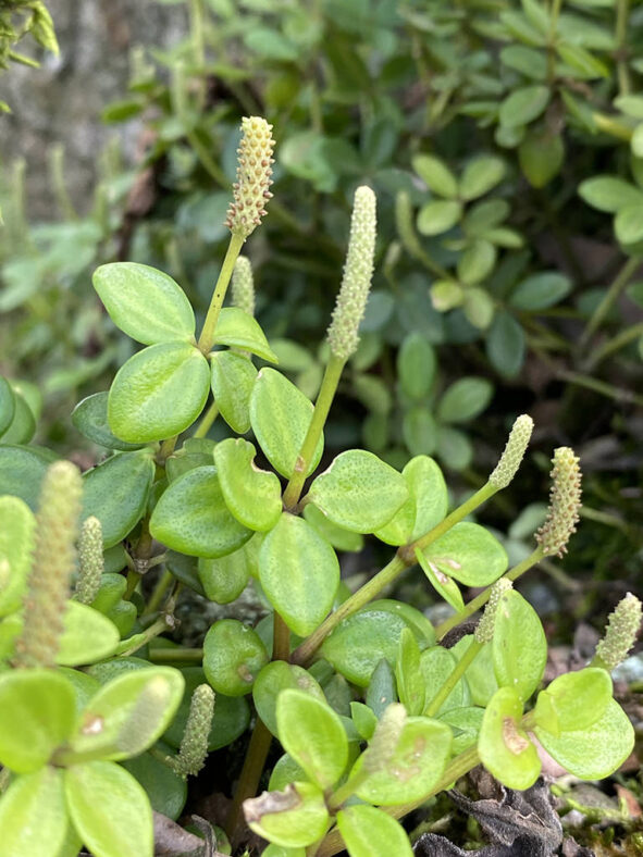 Peperomia tetraphylla (Acorn Peperomia)