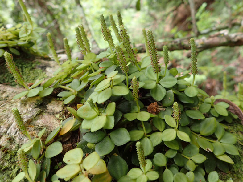 Peperomia tetraphylla (Acorn Peperomia)