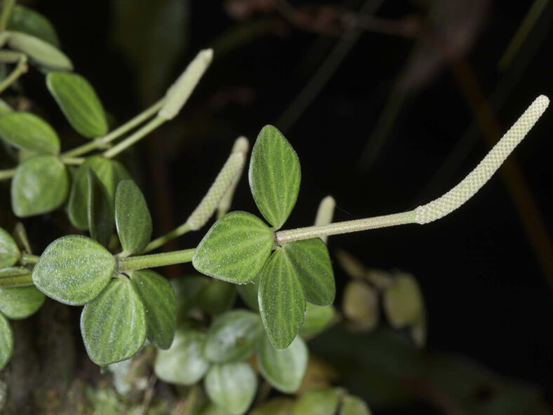 Peperomia tetraphylla (Acorn Peperomia)