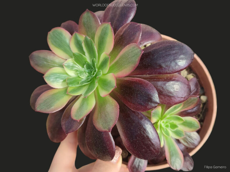 Aeonium 'Eden'