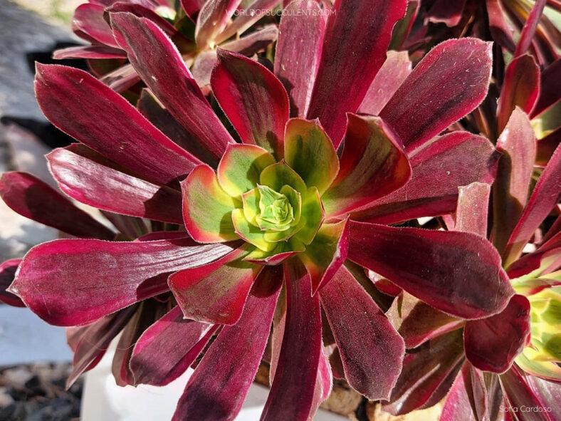 Aeonium 'Eden'