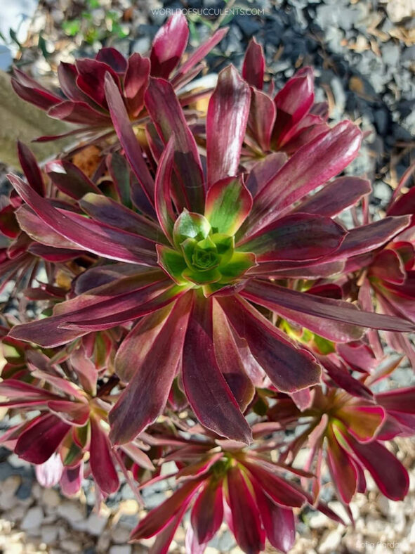 Aeonium 'Eden'