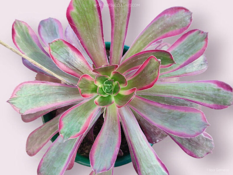 Aeonium 'Eden'
