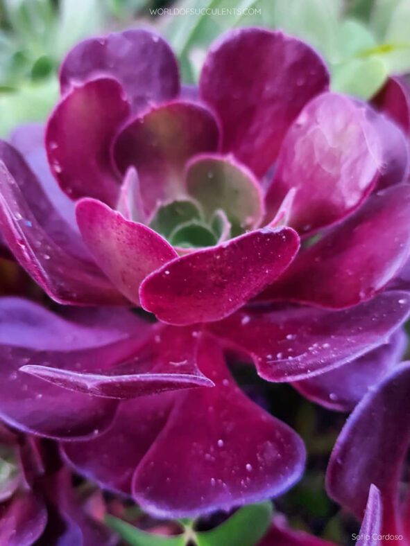 Aeonium 'Olimpo'