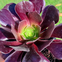 Aeonium 'Olimpo'